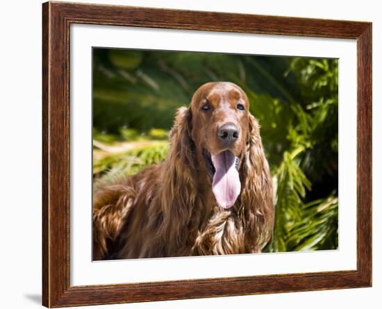 An Irish Setter Lying Surrounded by Greenery, California, USA-Zandria Muench Beraldo-Framed Photographic Print