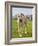 An Irish Wolfhound Puppy Walking Away from His Ball, California, USA-Zandria Muench Beraldo-Framed Photographic Print