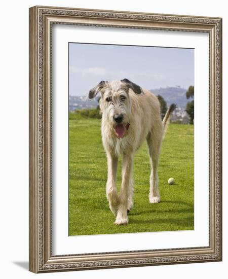 An Irish Wolfhound Puppy Walking Away from His Ball, California, USA-Zandria Muench Beraldo-Framed Photographic Print