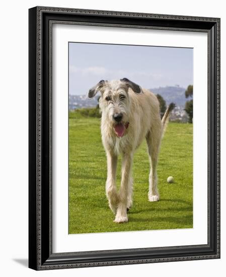 An Irish Wolfhound Puppy Walking Away from His Ball, California, USA-Zandria Muench Beraldo-Framed Photographic Print