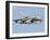 An Italian Air Force Panavia Tornado ECR-Stocktrek Images-Framed Photographic Print