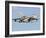 An Italian Air Force Panavia Tornado ECR-Stocktrek Images-Framed Photographic Print