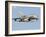 An Italian Air Force Panavia Tornado ECR-Stocktrek Images-Framed Photographic Print