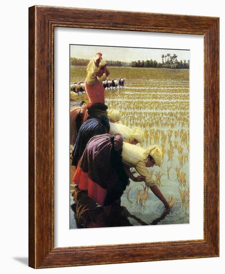 An Italian Rice Field, 1901-Angelo Morbelli-Framed Giclee Print