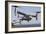 An MV-22 Osprey Takes Off from the Amphibious Assault Ship USS Kearsarge-null-Framed Photographic Print