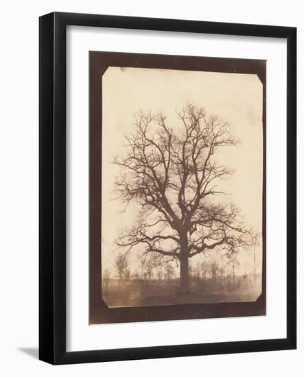 An Oak Tree in Winter by William Henry Fox Talbot-Fine Art-Framed Photographic Print