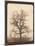 An Oak Tree in Winter by William Henry Fox Talbot-Fine Art-Mounted Photographic Print