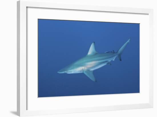 An Oceanic Blacktip Shark, South Africa-Stocktrek Images-Framed Photographic Print