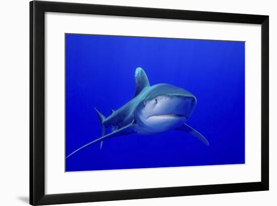 An Oceanic Whitetip Shark, Cat Island, Bahamas-Stocktrek Images-Framed Photographic Print