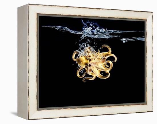 An Octopus in Water-Hermann Mock-Framed Premier Image Canvas