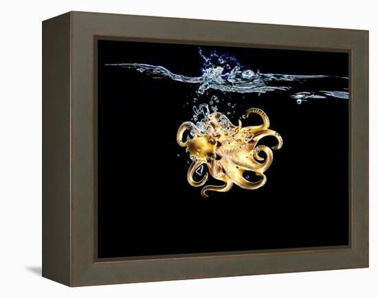 An Octopus in Water-Hermann Mock-Framed Premier Image Canvas