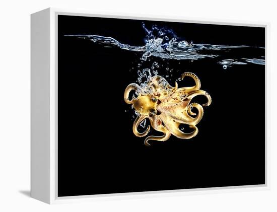 An Octopus in Water-Hermann Mock-Framed Premier Image Canvas