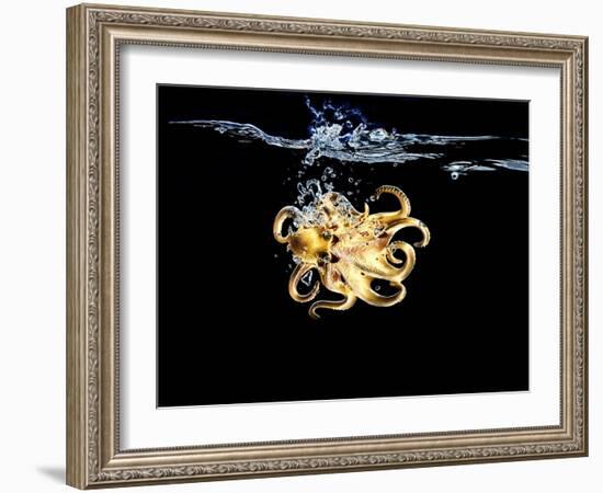 An Octopus in Water-Hermann Mock-Framed Photographic Print