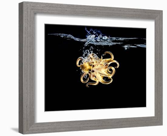 An Octopus in Water-Hermann Mock-Framed Photographic Print