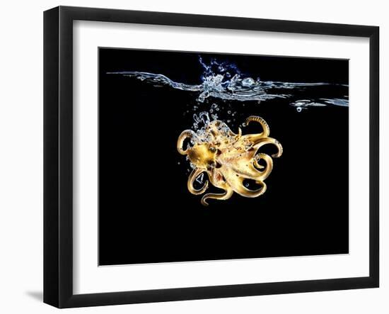 An Octopus in Water-Hermann Mock-Framed Photographic Print