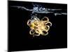 An Octopus in Water-Hermann Mock-Mounted Photographic Print