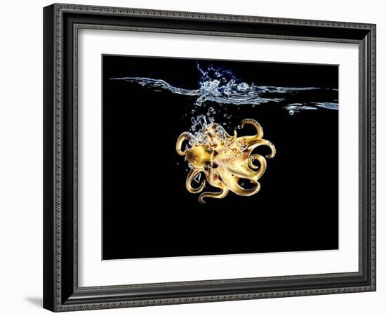 An Octopus in Water-Hermann Mock-Framed Photographic Print