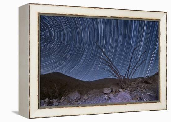 An Octotillo Backdropped by Star Tails in Anza Borrego Desert State Park-null-Framed Premier Image Canvas