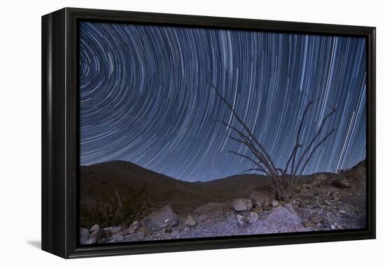 An Octotillo Backdropped by Star Tails in Anza Borrego Desert State Park-null-Framed Premier Image Canvas