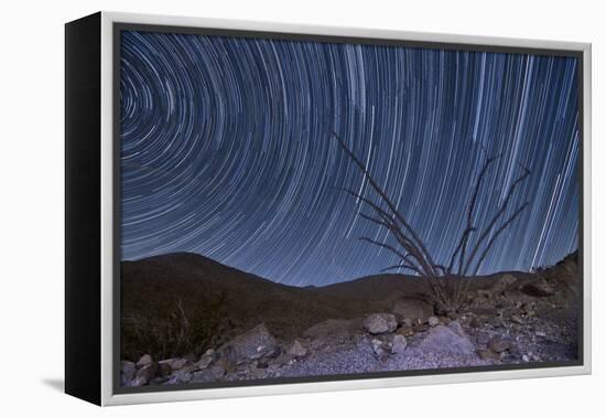 An Octotillo Backdropped by Star Tails in Anza Borrego Desert State Park-null-Framed Premier Image Canvas