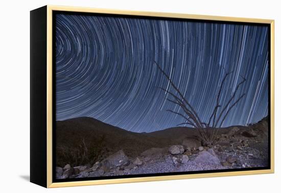An Octotillo Backdropped by Star Tails in Anza Borrego Desert State Park-null-Framed Premier Image Canvas