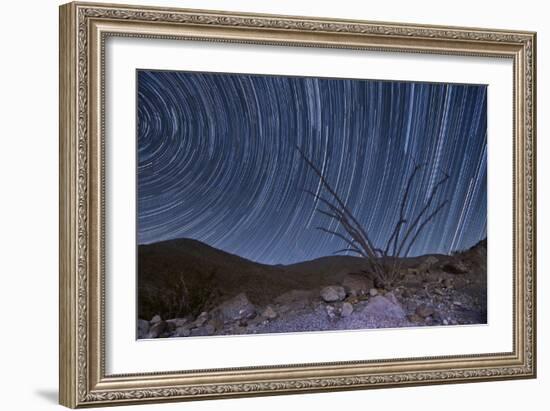 An Octotillo Backdropped by Star Tails in Anza Borrego Desert State Park-null-Framed Photographic Print