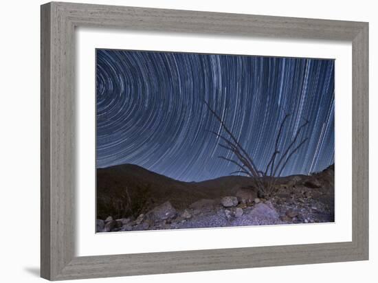 An Octotillo Backdropped by Star Tails in Anza Borrego Desert State Park-null-Framed Photographic Print