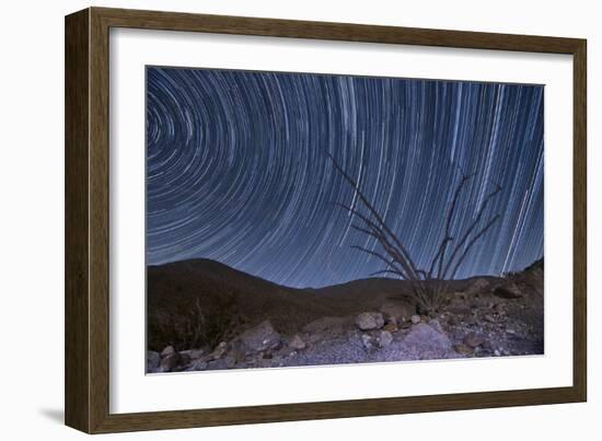 An Octotillo Backdropped by Star Tails in Anza Borrego Desert State Park-null-Framed Photographic Print