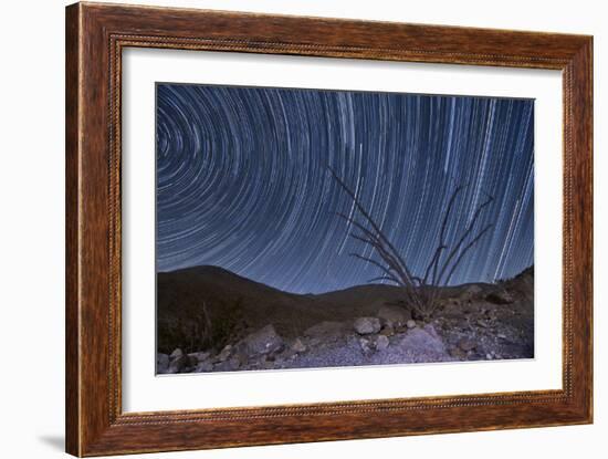 An Octotillo Backdropped by Star Tails in Anza Borrego Desert State Park-null-Framed Photographic Print