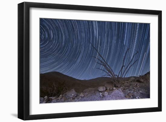 An Octotillo Backdropped by Star Tails in Anza Borrego Desert State Park-null-Framed Photographic Print