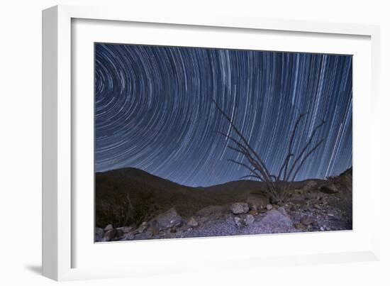 An Octotillo Backdropped by Star Tails in Anza Borrego Desert State Park-null-Framed Photographic Print