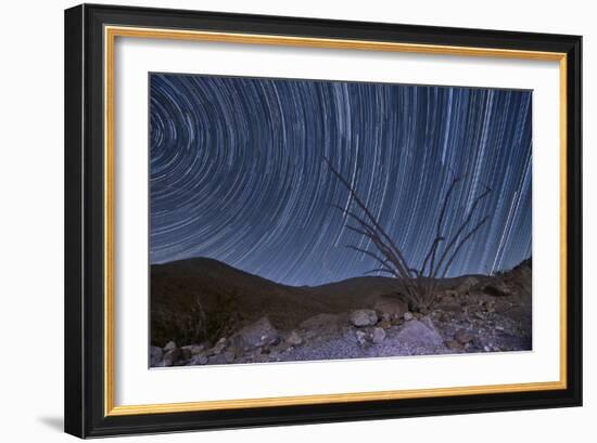 An Octotillo Backdropped by Star Tails in Anza Borrego Desert State Park-null-Framed Photographic Print