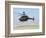 An Oh-58D Kiowa Warrior Hovers over the Flight Line at Camp Speicher, Iraq-null-Framed Photographic Print