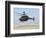 An Oh-58D Kiowa Warrior Hovers over the Flight Line at Camp Speicher, Iraq-null-Framed Photographic Print