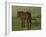 An Old Horse Standing in a Pasture with a Fence-Anton Mauve-Framed Art Print