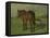 An Old Horse Standing in a Pasture with a Fence-Anton Mauve-Framed Stretched Canvas