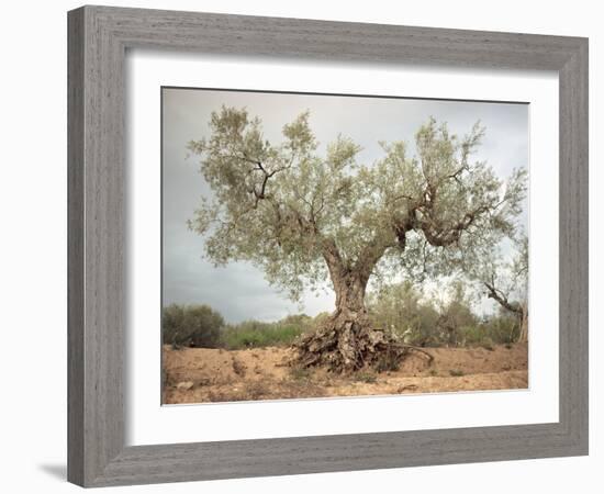 An Old Olive Tree-Roland Andrijauskas-Framed Photographic Print