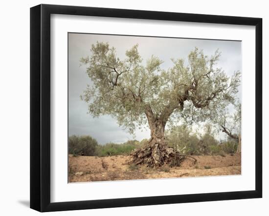 An Old Olive Tree-Roland Andrijauskas-Framed Photographic Print