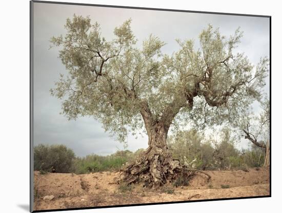 An Old Olive Tree-Roland Andrijauskas-Mounted Photographic Print