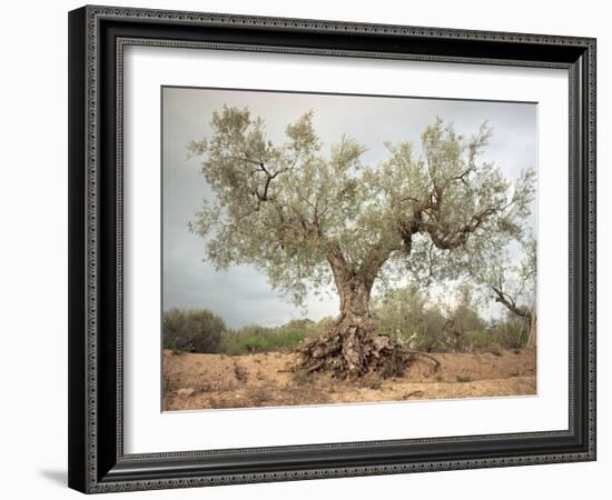 An Old Olive Tree-Roland Andrijauskas-Framed Photographic Print