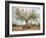 An Old Olive Tree-Roland Andrijauskas-Framed Photographic Print