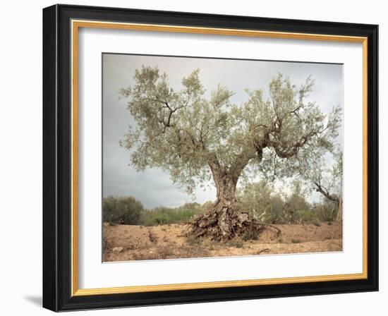 An Old Olive Tree-Roland Andrijauskas-Framed Photographic Print