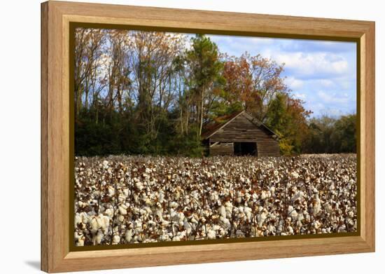 An Old Wooden Barn in a Cotton Field in South Georgia, USA-Joanne Wells-Framed Premier Image Canvas