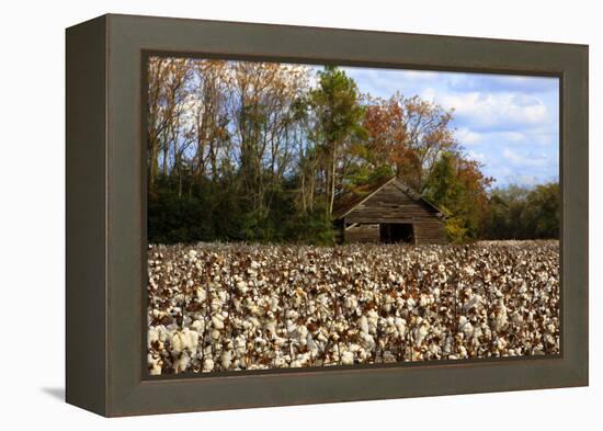 An Old Wooden Barn in a Cotton Field in South Georgia, USA-Joanne Wells-Framed Premier Image Canvas