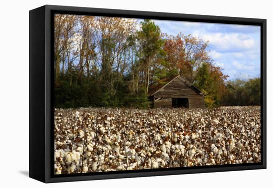 An Old Wooden Barn in a Cotton Field in South Georgia, USA-Joanne Wells-Framed Premier Image Canvas