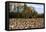 An Old Wooden Barn in a Cotton Field in South Georgia, USA-Joanne Wells-Framed Premier Image Canvas