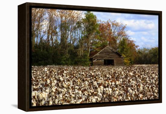 An Old Wooden Barn in a Cotton Field in South Georgia, USA-Joanne Wells-Framed Premier Image Canvas
