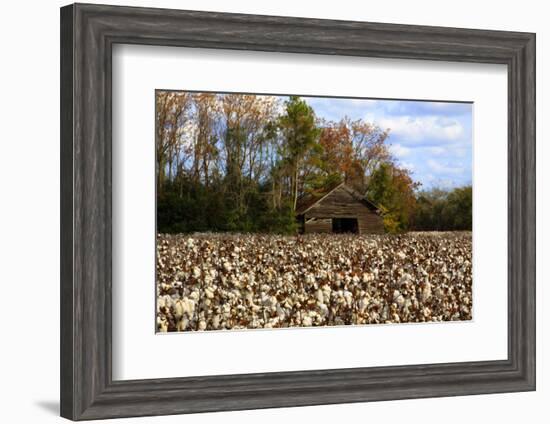 An Old Wooden Barn in a Cotton Field in South Georgia, USA-Joanne Wells-Framed Photographic Print