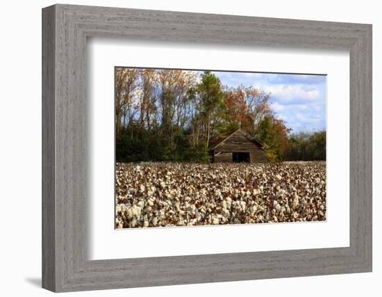 An Old Wooden Barn in a Cotton Field in South Georgia, USA-Joanne Wells-Framed Photographic Print