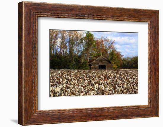 An Old Wooden Barn in a Cotton Field in South Georgia, USA-Joanne Wells-Framed Photographic Print